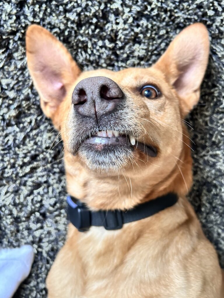 Hund Chewie liegt auf dem Rücken und schaut frech in die Kamera